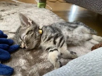 HAL 様のお迎えした子猫
