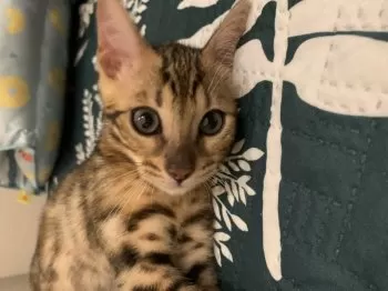 めぐ 様のお迎えした子猫