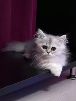 ちやそみ 様のお迎えした子猫