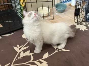 けろろ 様のお迎えした子猫