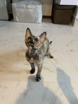 まる 様のお迎えした子猫