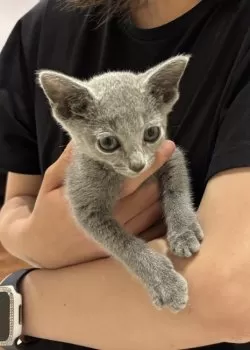 M.O 様のお迎えした子猫