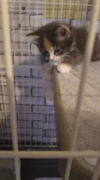 姫ちゃん 様のお迎えした子猫