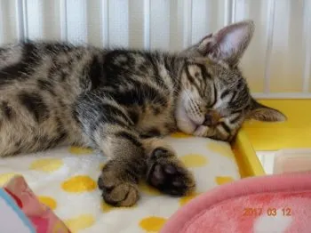 た 様のお迎えした子猫