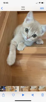 U.M 様のお迎えした子猫