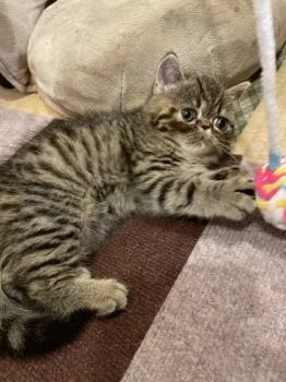 A.A 様のお迎えした子猫