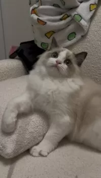 まおたろう 様のお迎えした子猫