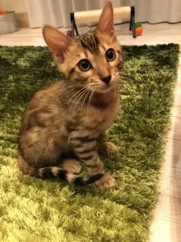 まゆさん 様のお迎えした子猫