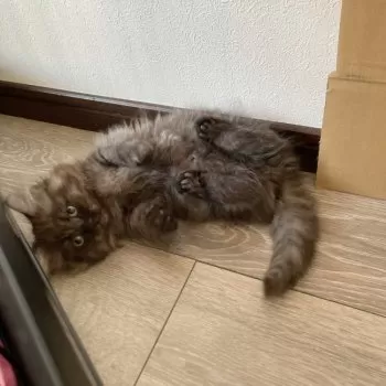 ナツ 様のお迎えした子猫