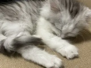 ほりー 様のお迎えした子猫