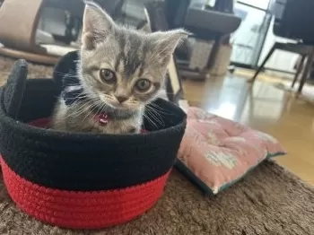 ちゃこ 様のお迎えした子猫