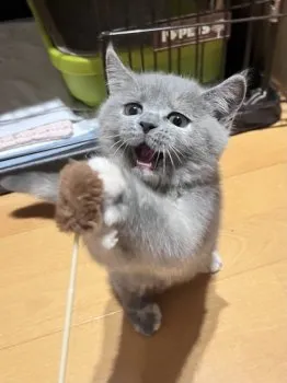 じろにゃん 様のお迎えした子猫