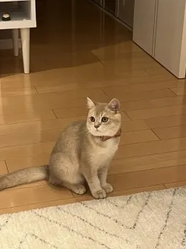 K.H 様のお迎えした子猫