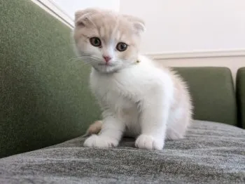 W.N 様のお迎えした子猫