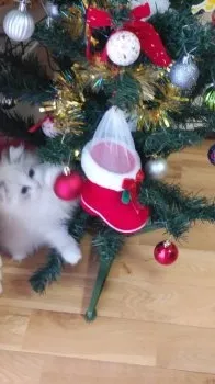 N.M 様のお迎えした子猫