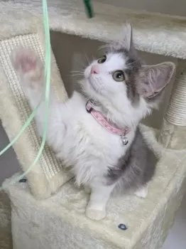 MU 様のお迎えした子猫