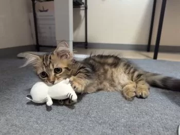 yossy 様のお迎えした子猫