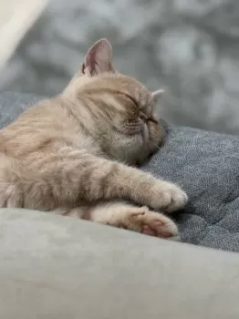 TORAKO 様のお迎えした子猫