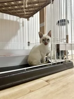 T.T 様のお迎えした子猫