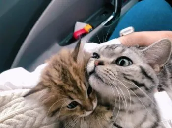 ちゃろ 様のお迎えした子猫