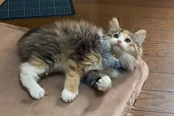 みかんママ 様のお迎えした子猫