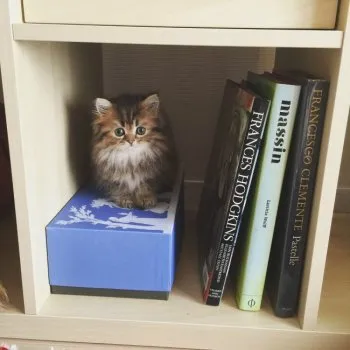 たい 様のお迎えした子猫