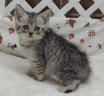ルヴェット 様のお迎えした子猫
