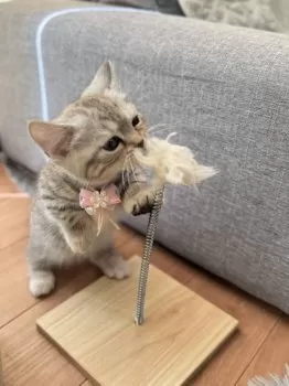 E.S 様のお迎えした子猫