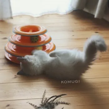 tokotoko 様のお迎えした子猫