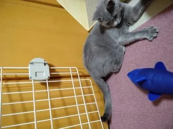 しん 様のお迎えした子猫