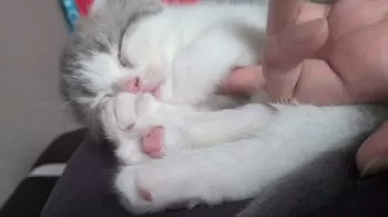 H.S 様のお迎えした子猫
