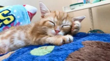 ごお 様のお迎えした子猫