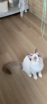 T.S 様のお迎えした子猫