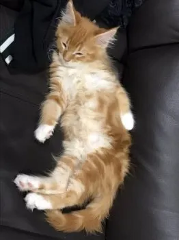 Nakkan 様のお迎えした子猫