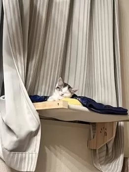 Y.M 様のお迎えした子猫