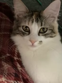 サクラ 様のお迎えした子猫