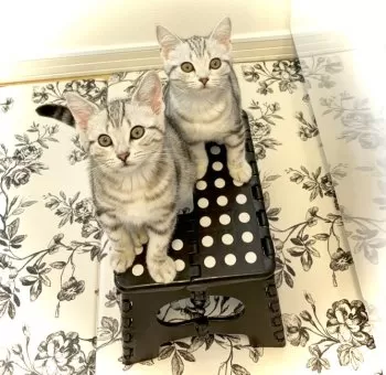 Y.H 様のお迎えした子猫