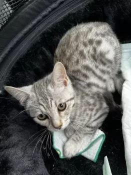 銀眼 様のお迎えした子猫