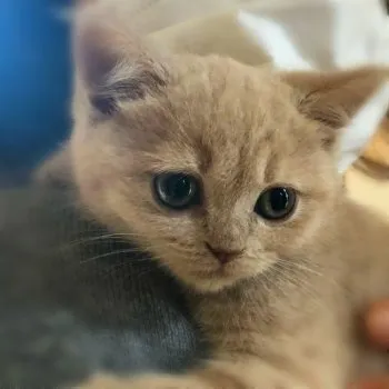 Y.M 様のお迎えした子猫