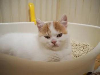 M.M 様のお迎えした子猫