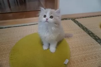 N.M 様のお迎えした子猫