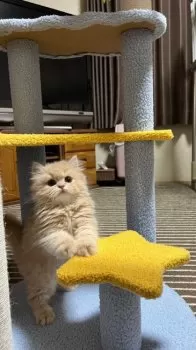M.I 様のお迎えした子猫