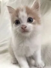 sen 様のお迎えした子猫