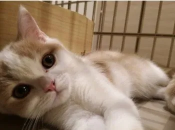 ykyk 様のお迎えした子猫