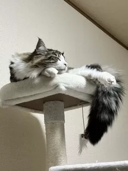 A.R 様のお迎えした子猫