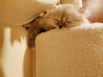 もこママ 様のお迎えした子猫