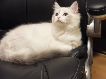K.K 様のお迎えした子猫