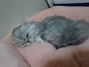 A.S 様のお迎えした子猫