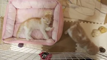 ともみん 様のお迎えした子猫