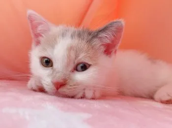 れなたん 様のお迎えした子猫